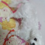 <b>울집</b> 강아지