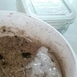 통아이스크림은 <b>유통</b>기한이 어떻게 돼?