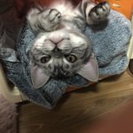 [고양이] <b>코코</b>일상