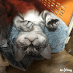 [고양이] <b>코코</b>움짤