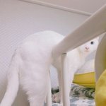 [드루와] <b>밤토끼</b>봤던판녀들아