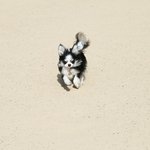 [강아지] 강아지 샴푸를 아무거나 쓰면 안되는 이유