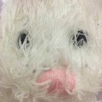 +)10년친구 눈이랑 입<b>주위</b> 털 짤라줄까말까