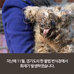 평생을 좁은 케이지에서만 살아와 흙 밟는걸 어색해하는 강아지들ㅠㅠㅠ...