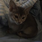 이 고양이 <b>종이</b> 뭐야??