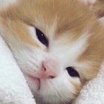 파란<b>와플</b>2