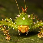 [댓글부탁해] <b>이</b>벌레 귀엽다 징구<b>럽</b>다 추반