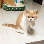 [댓글부탁해] 남친이랑 연락 문제ㅠ