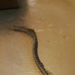 [EXO] 지네같은 <b>멸치</b>가시임