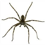 (약혐주의) 강다니엘 비율은 아무리봐도 진짜 미친듯