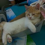 다이소 기름<b>종이</b> 파우더 아직도 팔아??