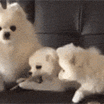 [드루와] 몸치인데 방탄 <b>DNA</b> 안무 배우는거