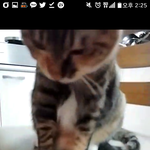 [EXO] <b>TMI</b> 오늘 우리집 고양이랑 영통함