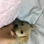 <b>울</b><b>집</b>새끼강쥐어땨