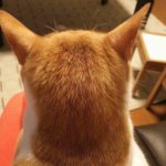 너네본진이 <b>여사친</b>