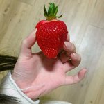 [ㅋㅋㅋㅋㅋ] <b>딸기</b> 줮나크다 개꿀<b>맛</b>