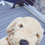 [EXO] 울 강아지 이름좀지어줘