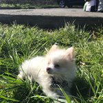포메라니안 강아지 (3개월) 포미의 <b>첫</b> <b>여행</b> (캘리포니아 포인트...