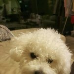 [멈뭄미] 우리 강아지 넘나 귀여움