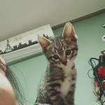 [고양이] 우리<b>집</b> 똥고냥이&amp;뚱냥이 고니 (<b>두</b>번째)