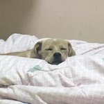 우리 <b>강지</b> 자다가 부르면 핵꿀귀