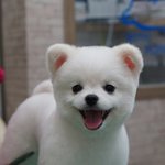 뷔는 대체 뭐야