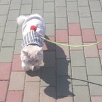 [고양이] 우리집 개냥이 자두를 소개합니다-세번째