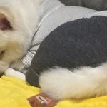 [댓글부탁해] 강아지들 원래 그래?ㅠㅠ