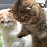[세븐틴] 오늘도 <b>빌어</b> <b>빌어</b>