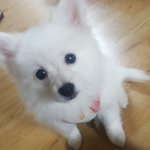 [EXO] ㅎㅇ 강아지 이름 년인데 뽀실이 뽀짝이 둘<b>중</b>에 <b>고민중</b>ㅜ