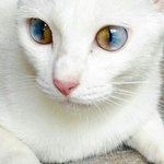 <b>오드</b>아이 가진 냥이들