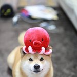 <b>시바</b>의 귀여움을 봐 줘