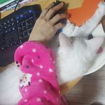 [고양이] 극한직업 고양이