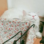 [EXO] 울냥이 왤케 귀엽냐