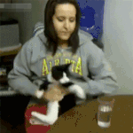 [나도고양이] <b>물욕</b>이 심한 고먐미