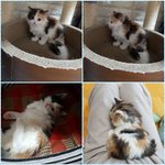 [고양이] 우리집 냥이 둘째 생겼어요 ~ㅎㅎ토리<b>모리</b>~