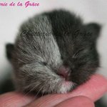 두가지 색의 특별한 <b>미묘</b>들