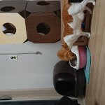 [꼭좀봐주세] 냥줍했던 사람인데요ㅠ ㅠ