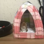 [고양이] 아기고양이 <b>배변</b>훈련