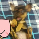 [댓글부탁해] 우리 <b>앵두</b> 좀 보고가라