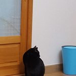 우리집 <b>고앵이</b>한테 포기란없다