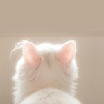 나 붓기차이 개쩔어