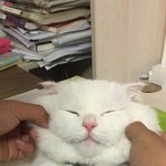 [댓글부탁해] 나 진짜 어캐 살 빼야겠음... 근데 말만 한지 1년...