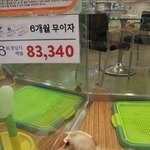 7년간 14번 출산...말티즈의 비참한 최후