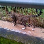 길냥 미모/[청와대 국민청원-동물학대범 <b>처벌</b> 강화]서명 부탁드려요!