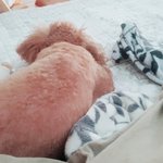 [드루와] 지금 <b>양옆</b>에 강아지로 둘러싸임ㅋㅋㅋㅋㅋ