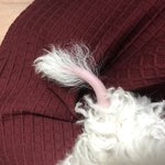 천안 펫샵은 전국에 다 있습니다 (경험담)