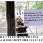 [공미니] <b>난봉꾼</b> 고양이