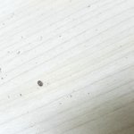 [드루와] 얘들아 살려줘 이거 뭔 <b>벌레</b>야ㅜ