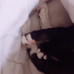 왜 고양이 발바닥에 <b>환장</b>해대는지